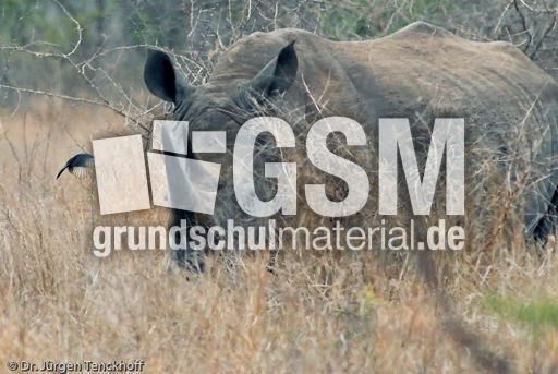 Breitmaulnashorn (2 von 28).jpg